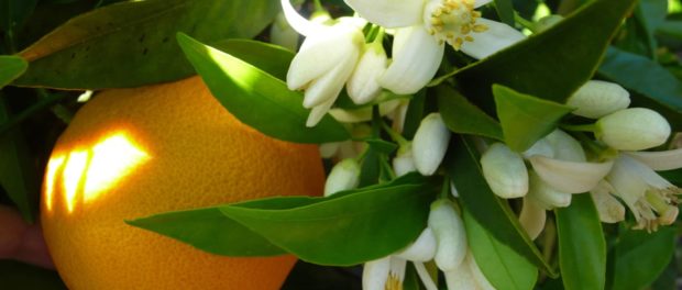 aceite de neroli para el cutis