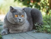 que significa ver un gato gris en tu casa