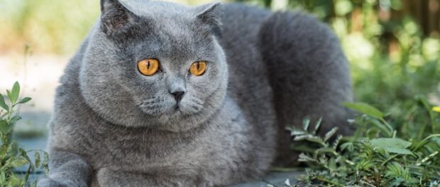 que significa ver un gato gris en tu casa