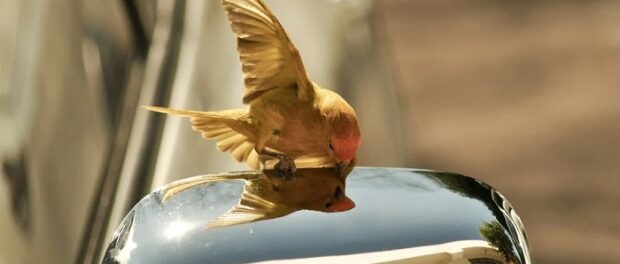 que significa que se estrelle un pájaro en tu carro