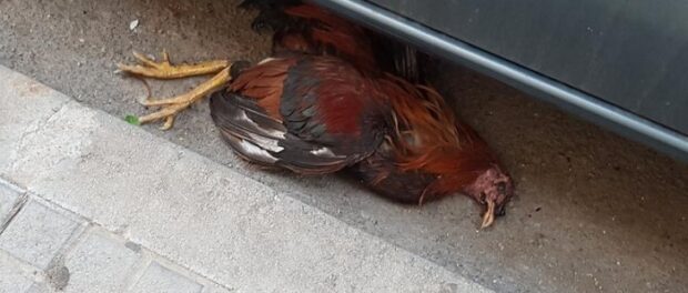 que significa encontrar un gallo muerto en tu casa